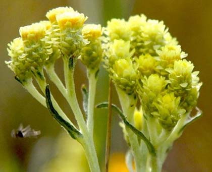 Польза бессмертника для женского здоровья: секреты красоты и молодости