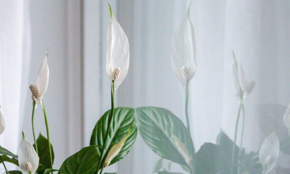 Секреты цветения спатифиллума: как добиться пышных бутонов даже у слабой "женской счастливицы"