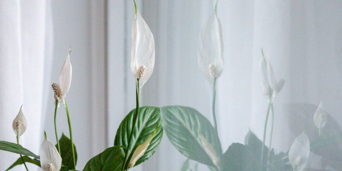 Секреты цветения спатифиллума: как добиться пышных бутонов даже у слабой "женской счастливицы"