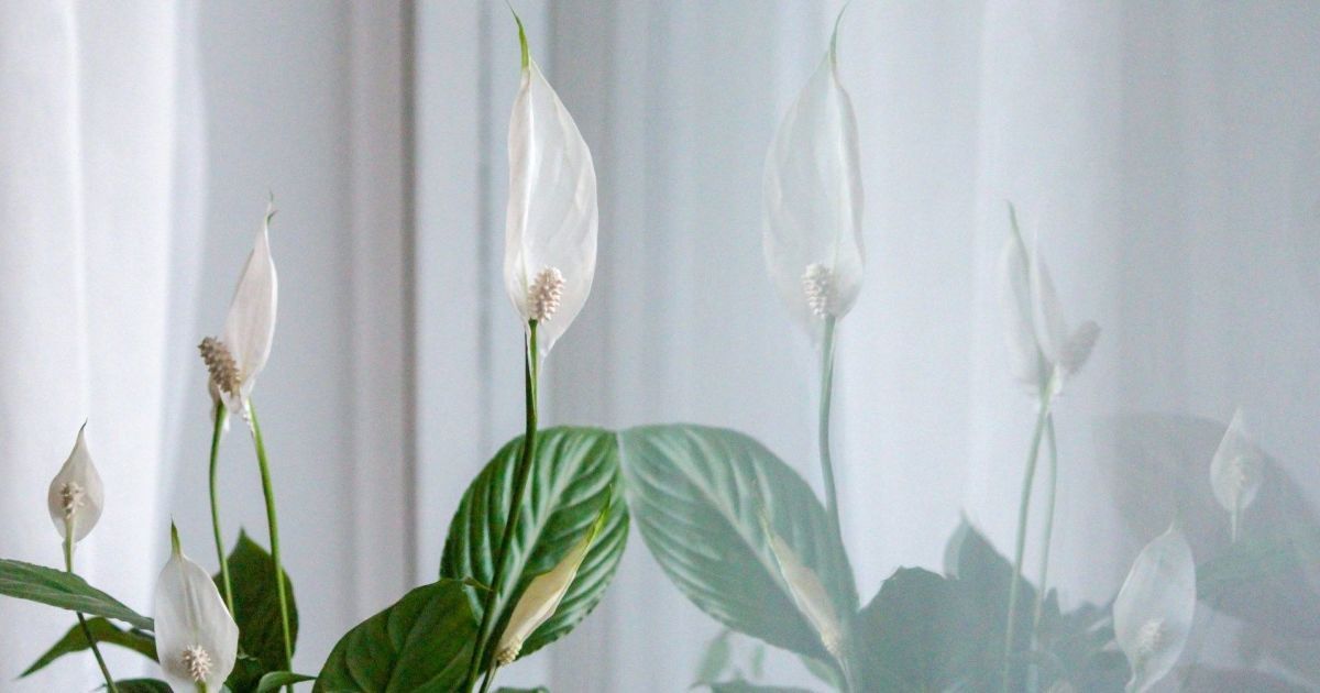 Секреты цветения спатифиллума: как добиться пышных бутонов даже у слабой "женской счастливицы"
