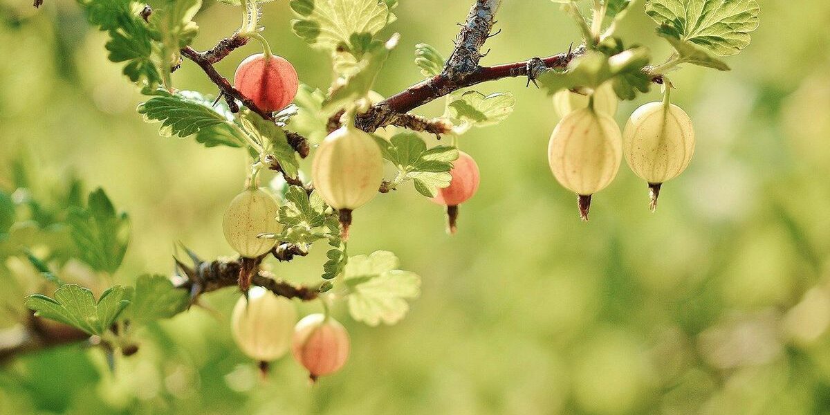 Весенняя обрезка кустарников: как пробудить сад к жизни