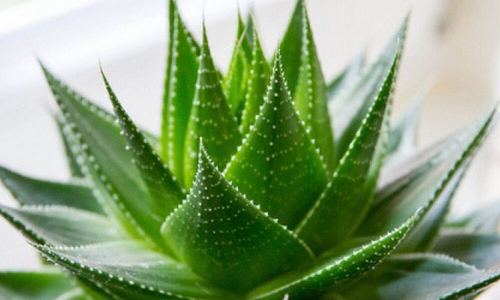 Алоэ и Алоэ Вера: различия, уход и секреты домашнего здоровья