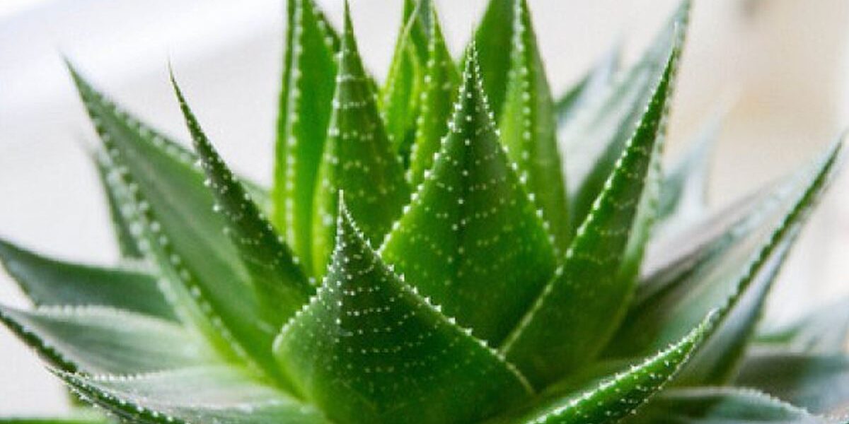 Алоэ и Алоэ Вера: различия, уход и секреты домашнего здоровья
