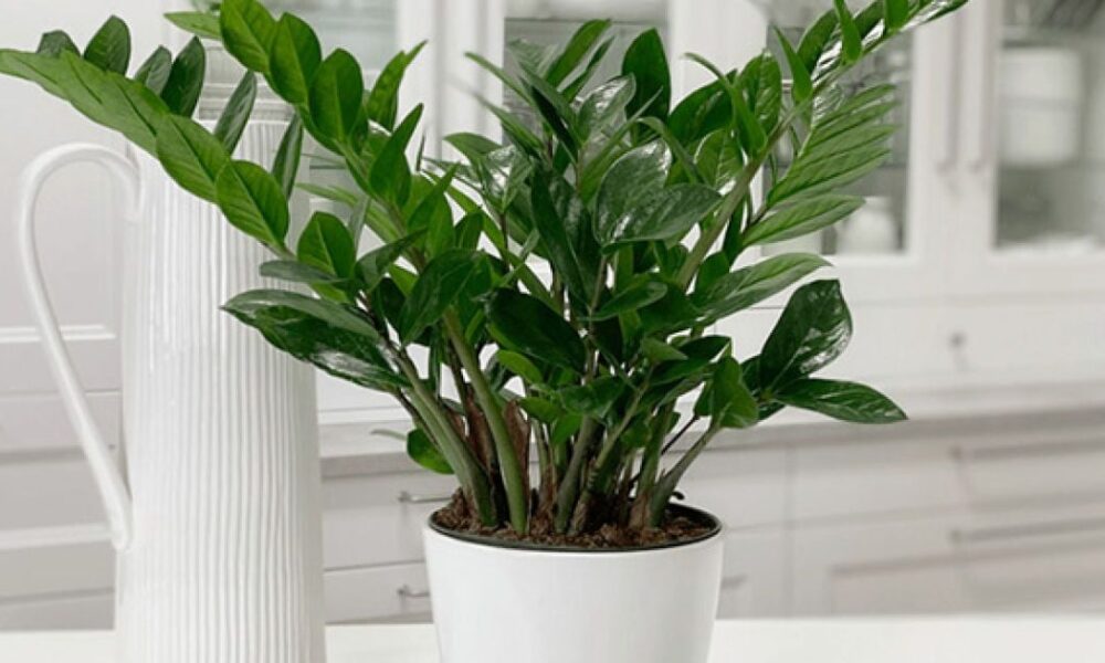 Замиокулькас: секреты ухода, пересадки и размножения для каждой хозяйки