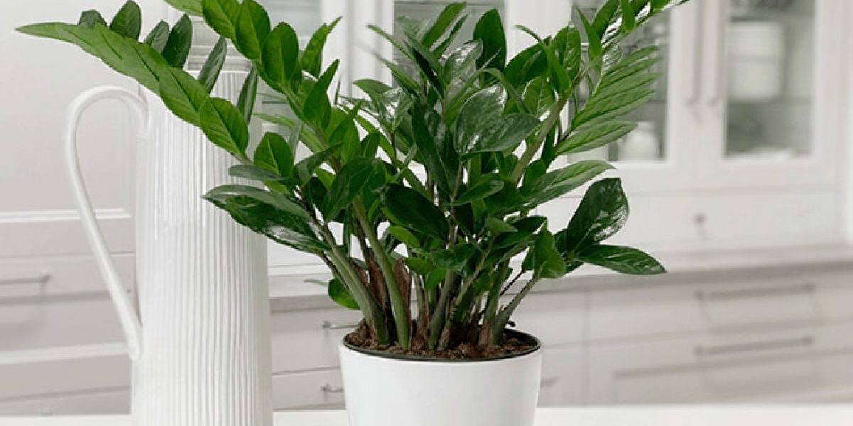 Замиокулькас: секреты ухода, пересадки и размножения для каждой хозяйки