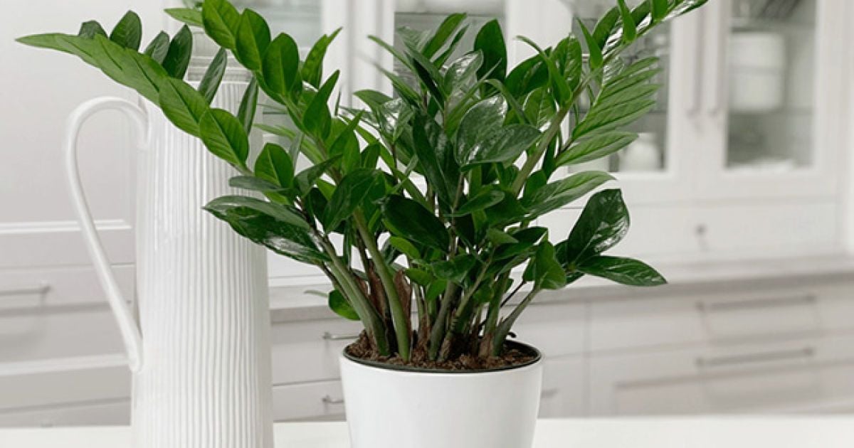 Замиокулькас: секреты ухода, пересадки и размножения для каждой хозяйки