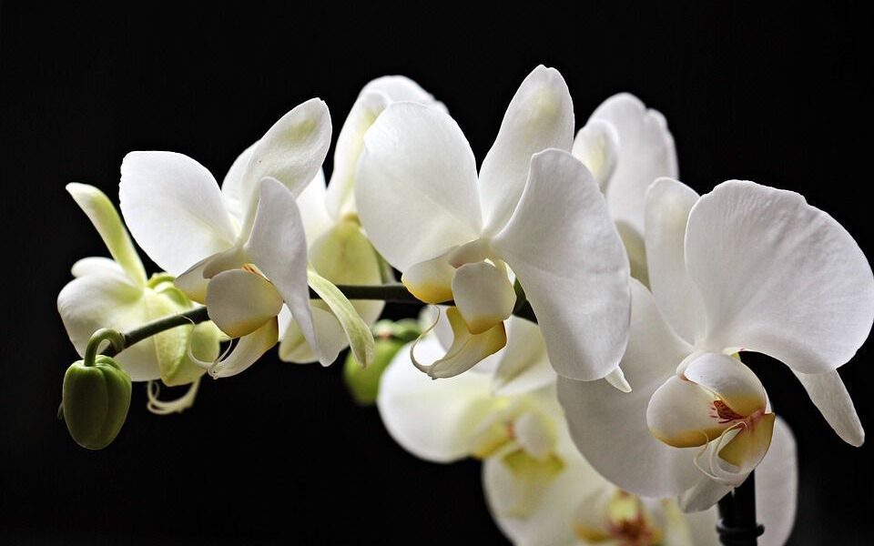Секреты пышного цветения орхидей: натуральные стимуляторы для вашего дома