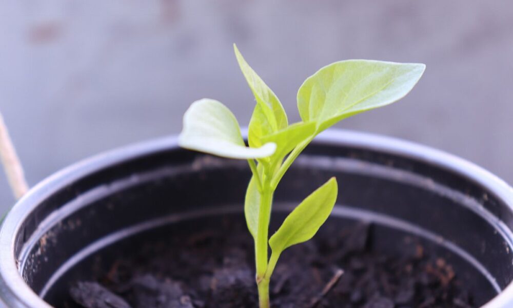 Почему желтеют листья у рассады перцев: причины и что делать
