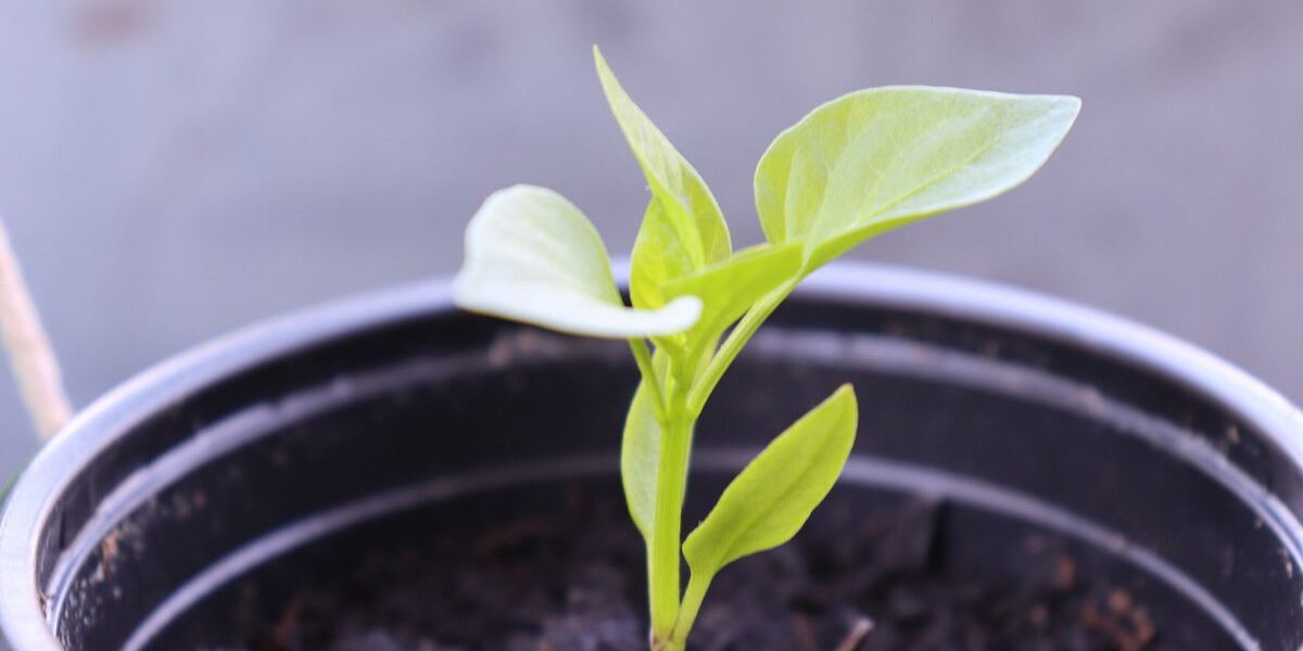 Почему желтеют листья у рассады перцев: причины и что делать