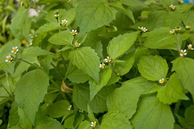 Борьба с сорняками: эффективные методы для вашего сада и огорода
