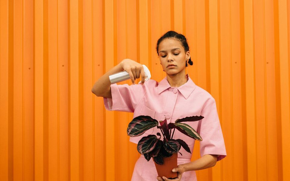 7 признаков, что вы губите комнатные растения: проверьте себя
