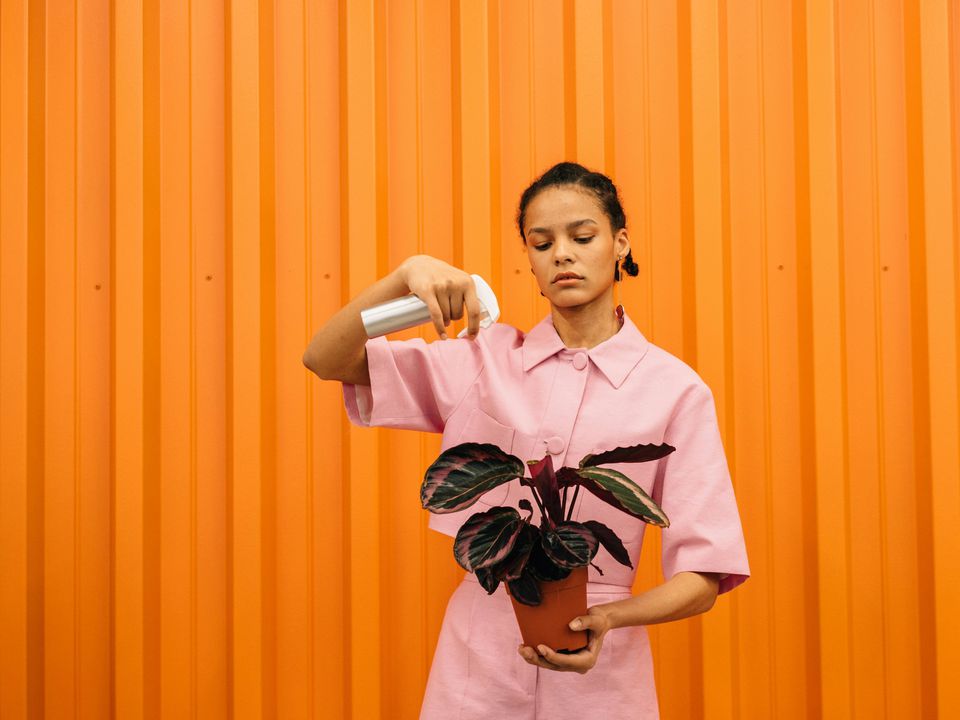 7 признаков, что вы губите комнатные растения: проверьте себя