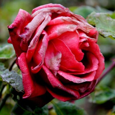 Как спасти розы после зимы: советы для пышного цветения