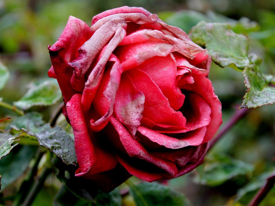 Как спасти розы после зимы: советы для пышного цветения