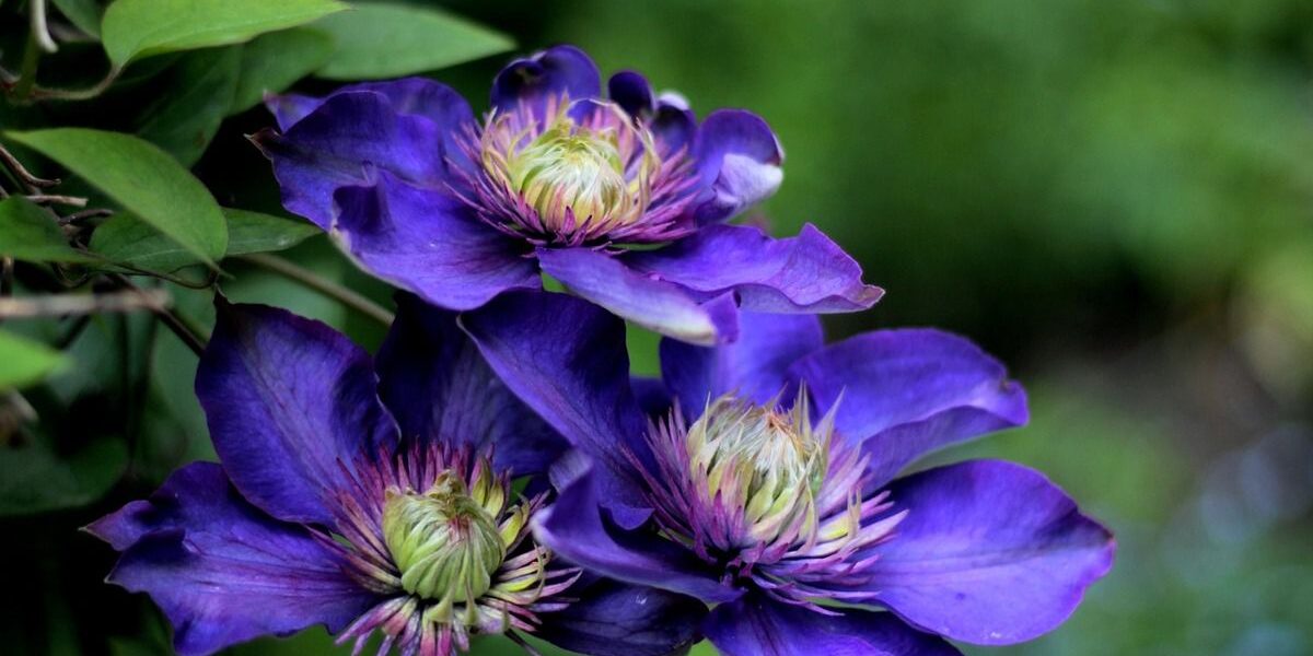 Секреты пышного цветения клематисов: 2 проверенных способа для вашего сада