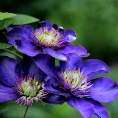 Секреты пышного цветения клематисов: 2 проверенных способа для вашего сада