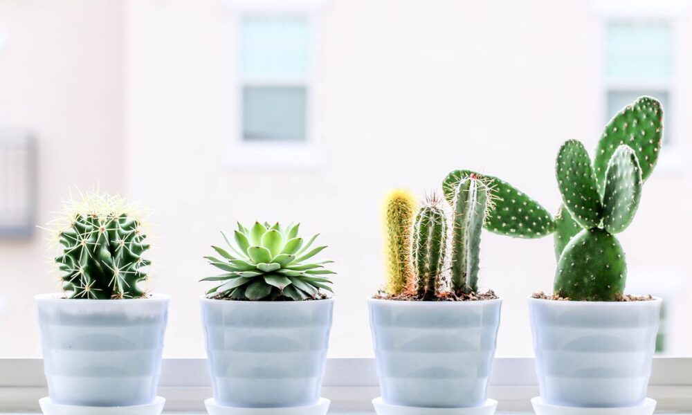 Кактус на рабочем месте: можно ли и что говорит примета
