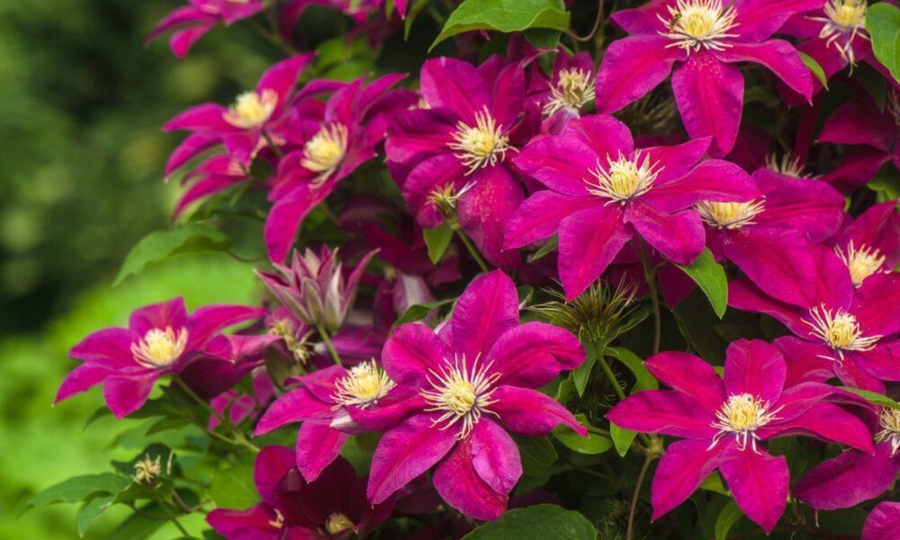 Клематисы: 6 секретов пышного цветения для вашего сада