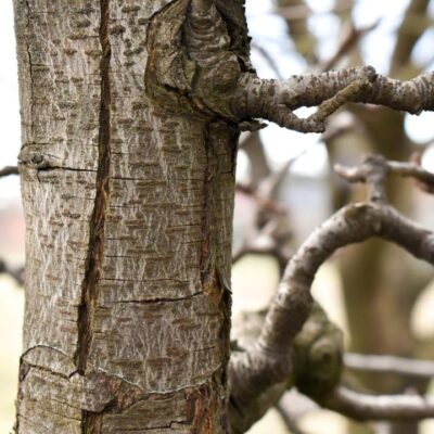 Как спасти деревья от мороза: причины, профилактика и лечение