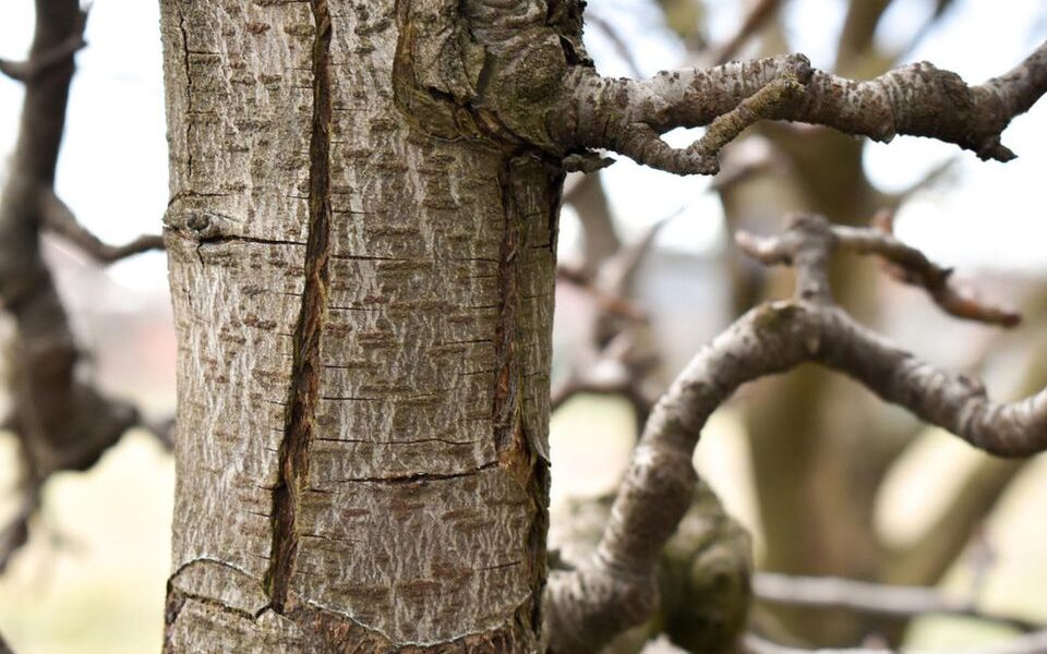 Как спасти деревья от мороза: причины, профилактика и лечение