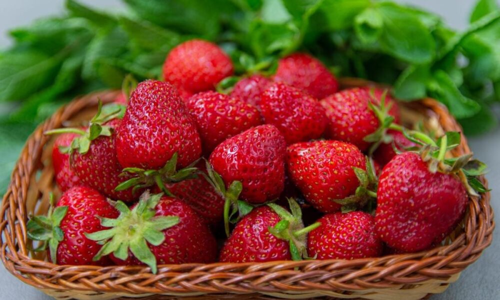 Как сохранить клубнику свежей до недели: 7 секретов для вашего сада