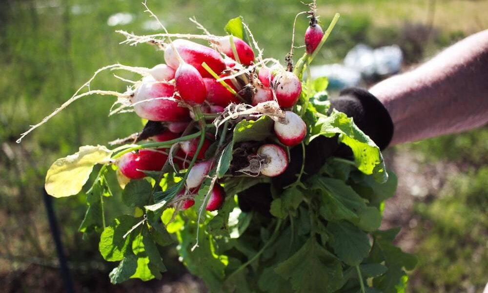 Секреты идеального урожая: выращиваем редис без ошибок