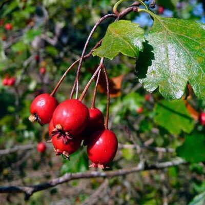 Неприхотливый гряд: как вырастить и использовать полезную садовую ягоду