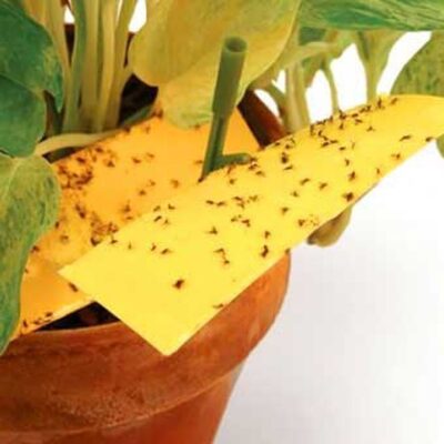 Как навсегда избавиться от мошек в доме: безопасные методы для растений и цветов