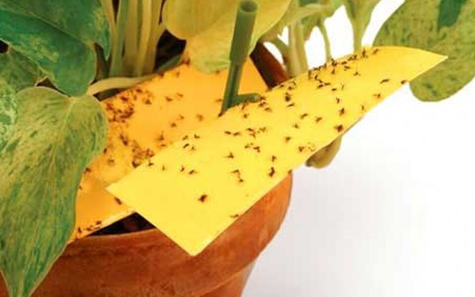 Как навсегда избавиться от мошек в доме: безопасные методы для растений и цветов