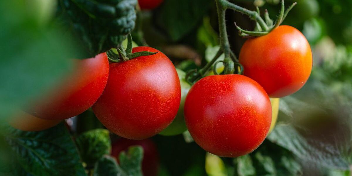 Когда прекращать полив помидоров: секреты опытных дачников