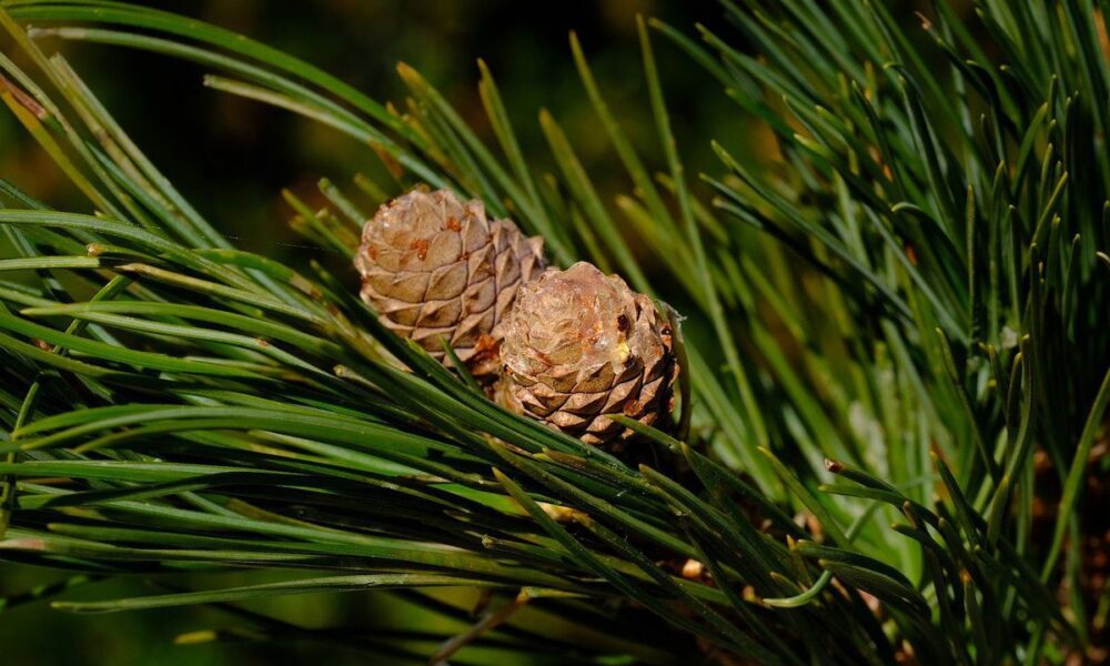 Кедр из орешка: домашнее чудо для вашего уютного дома
