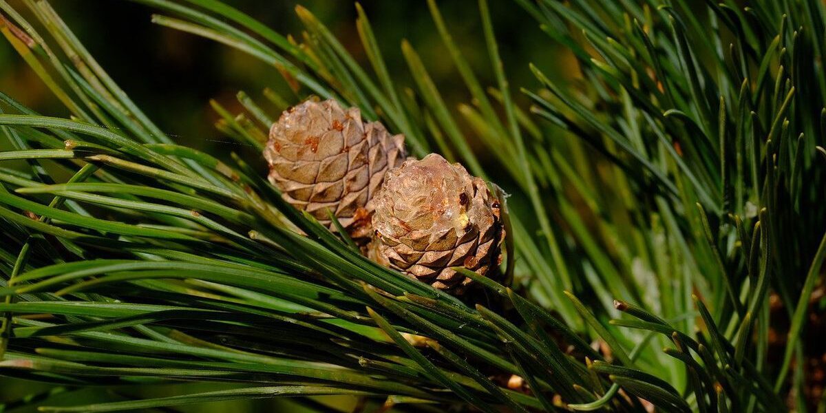 Кедр из орешка: домашнее чудо для вашего уютного дома
