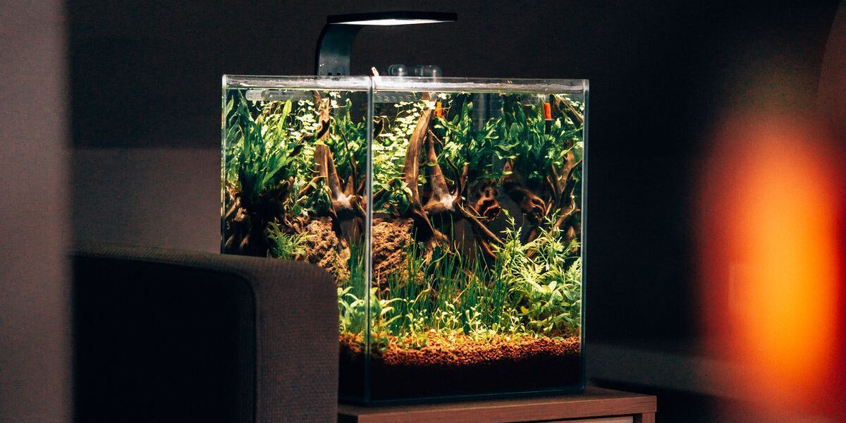 Секрет опытных цветоводов: почему воду из аквариума не стоит сливать в унитаз