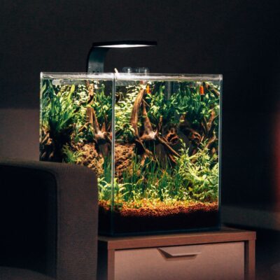 Секрет опытных цветоводов: почему воду из аквариума не стоит сливать в унитаз