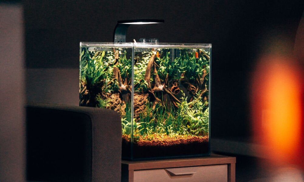 Секрет опытных цветоводов: зачем аквариумную воду льют в цветочные горшки