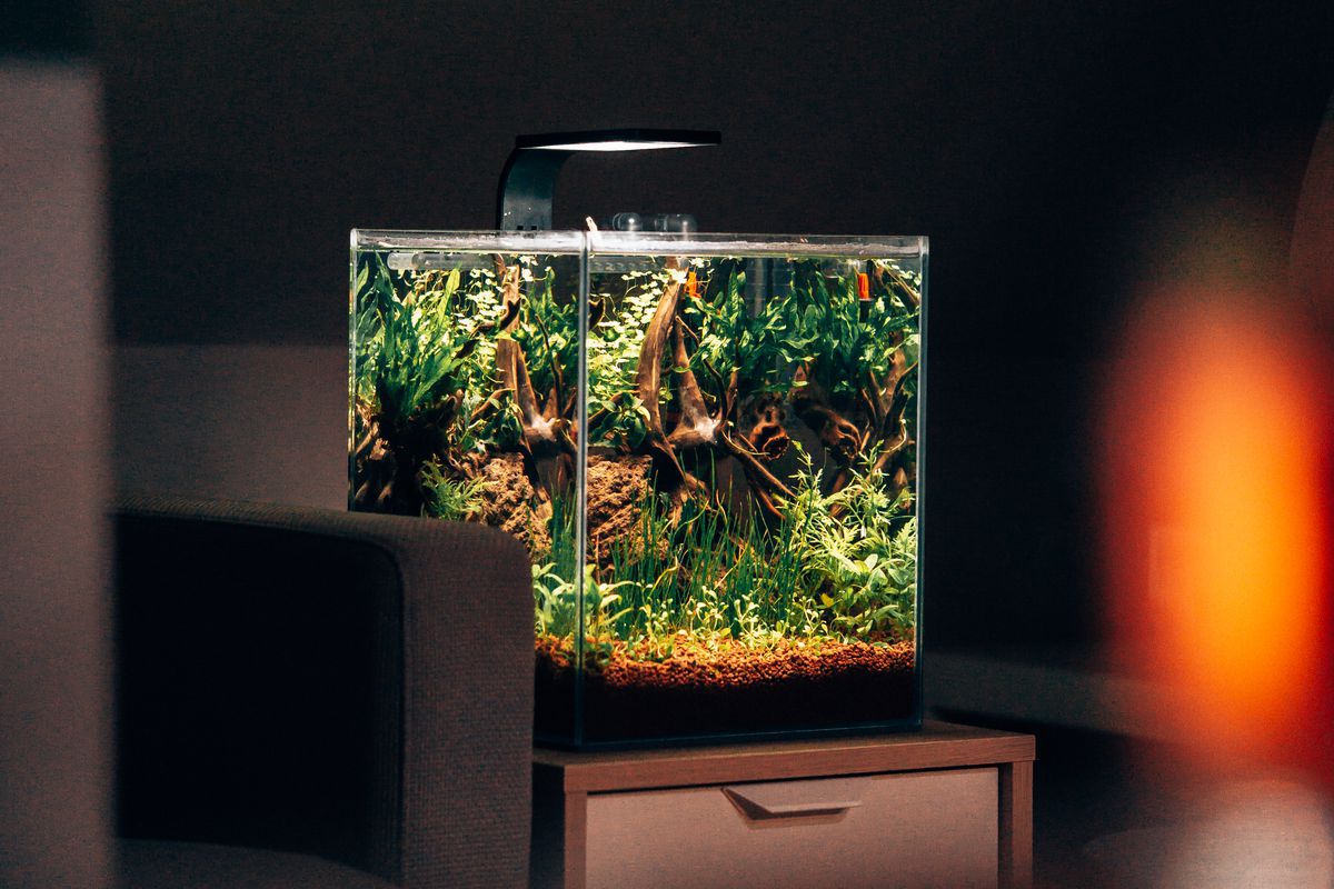 Секрет опытных цветоводов: зачем аквариумную воду льют в цветочные горшки