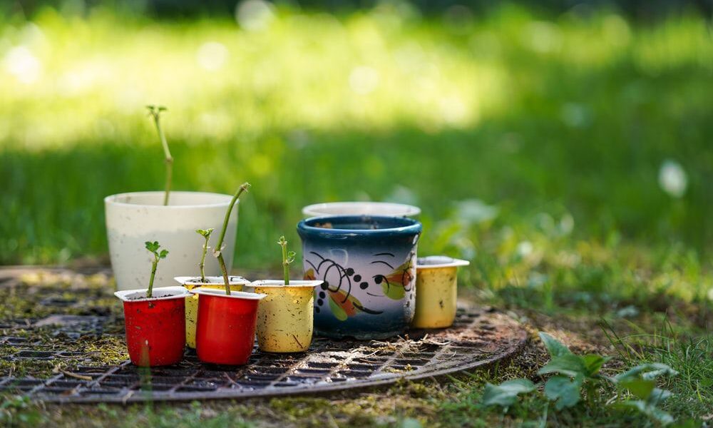 Выбираем лучший горшок для рассады: плюсы и минусы всех вариантов