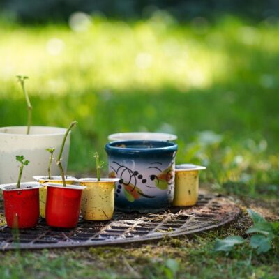 Выбираем лучший горшок для рассады: плюсы и минусы всех вариантов