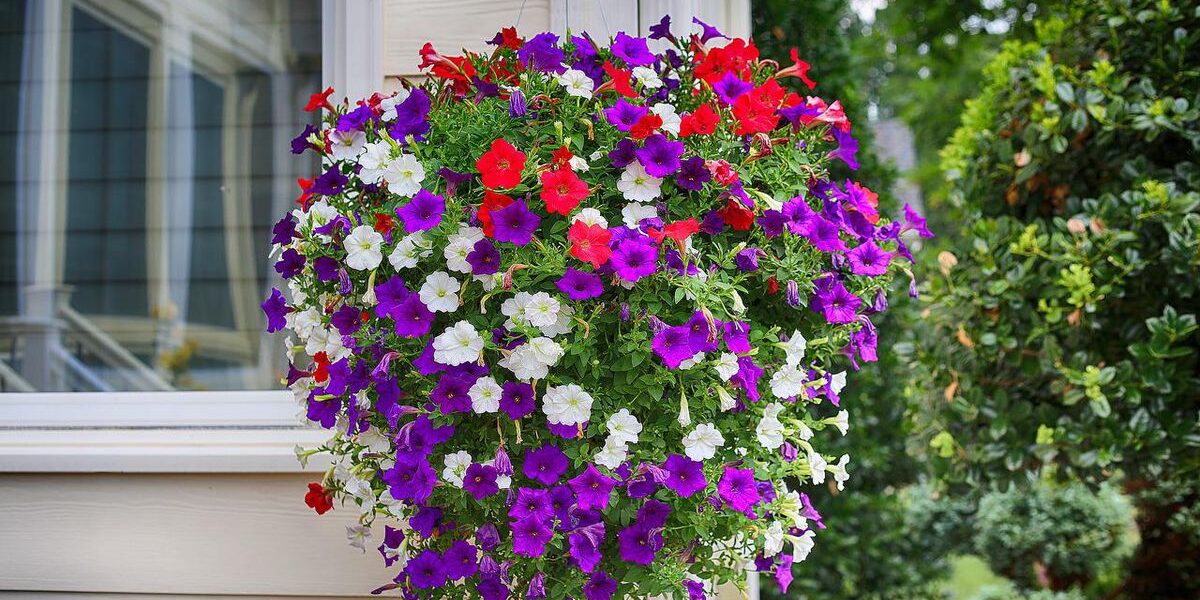 Петунии шаром: секреты пышного цветения для вашего сада