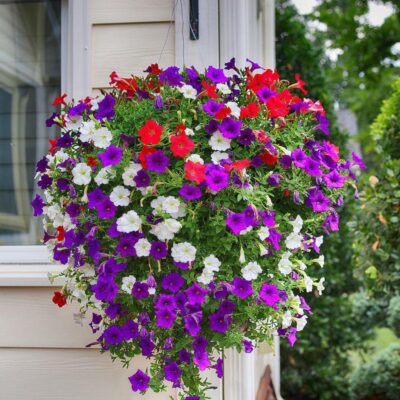 Петунии шаром: секреты пышного цветения для вашего сада