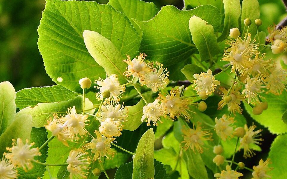 Сбор и сушка липы: секреты ароматного и вкусного чая для дома