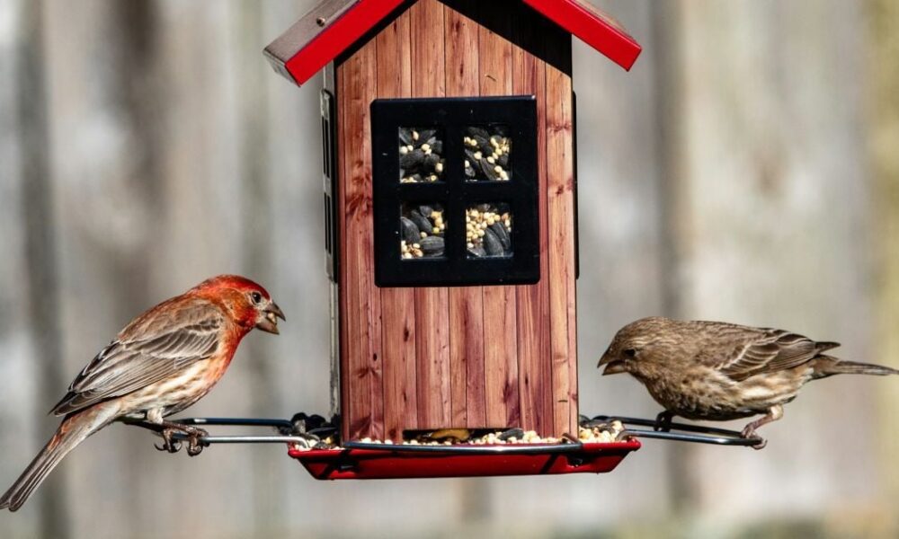 Что нельзя давать птицам в кормушке: полный список запрещенных продуктов