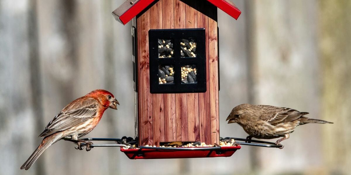 Что нельзя давать птицам в кормушке: полный список запрещенных продуктов