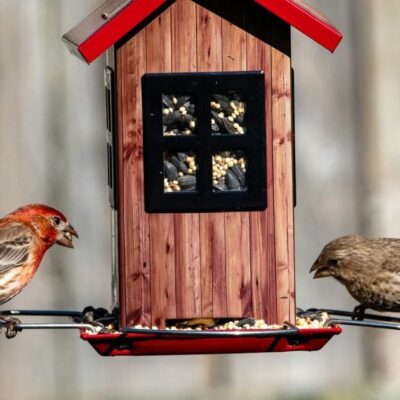 Что нельзя давать птицам в кормушке: полный список запрещенных продуктов