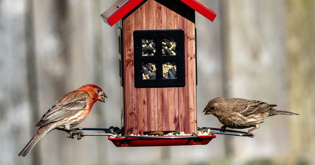 Что нельзя давать птицам в кормушке: полный список запрещенных продуктов