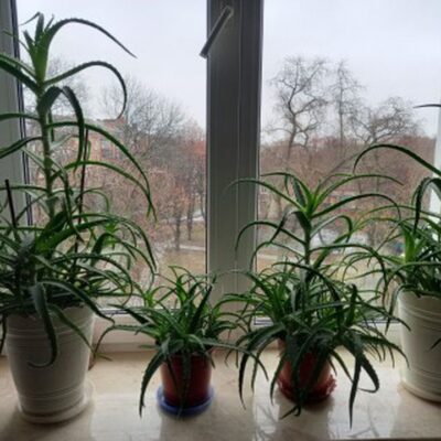 Алоэ или столетник: узнайте разницу и удивите всех!