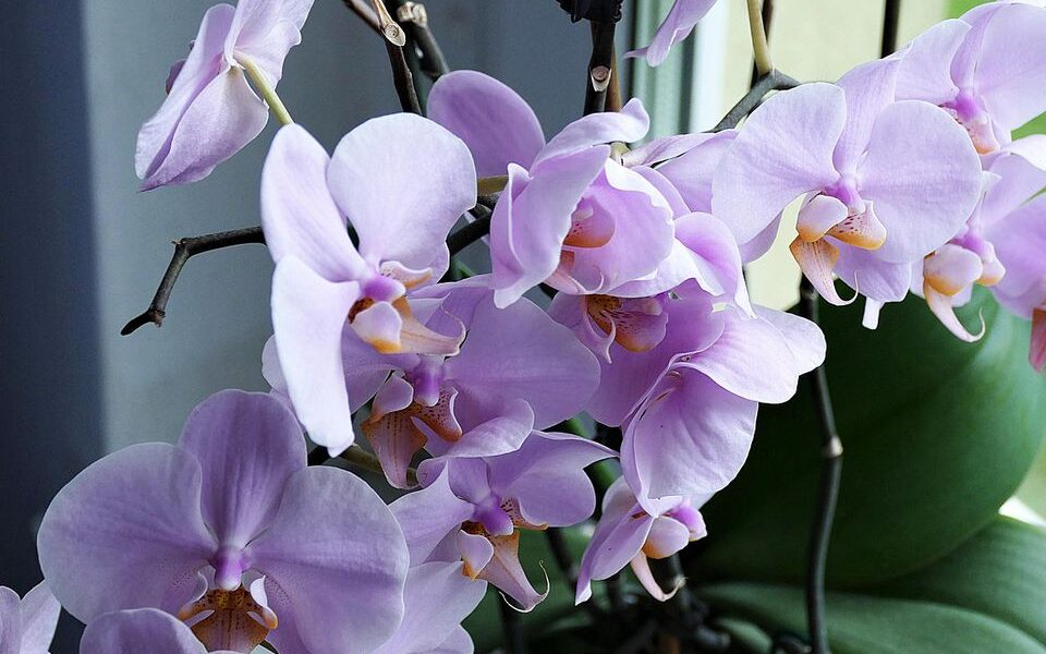 Молоко для орхидей: миф или реальность для здоровья вашей красавицы