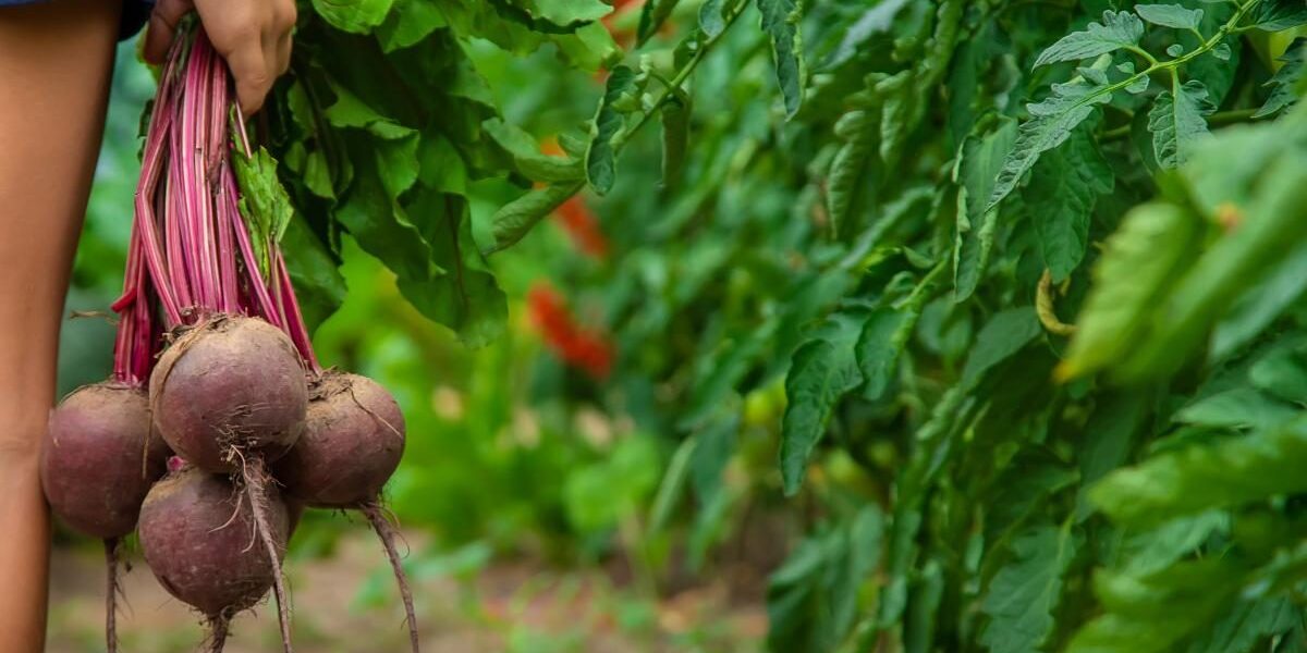 Винегрет без хлопот: быстрые рецепты варки свеклы для каждой хозяйки