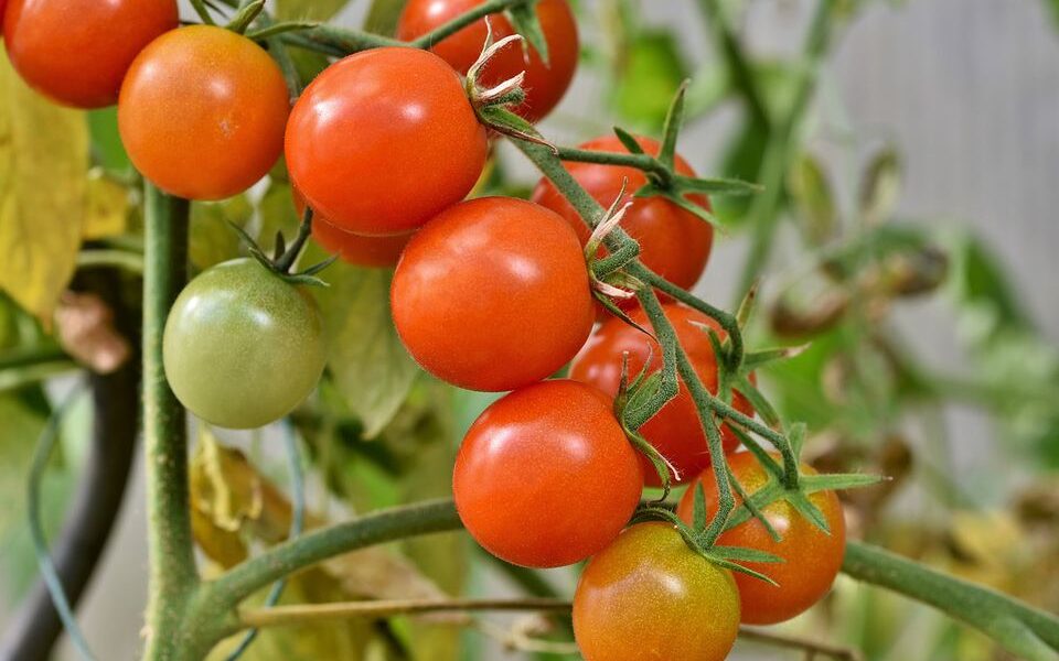 Секреты быстрого и идеального созревания помидоров: огородные лайфхаки для дома