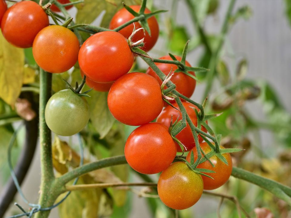 Секреты быстрого и идеального созревания помидоров: огородные лайфхаки для дома